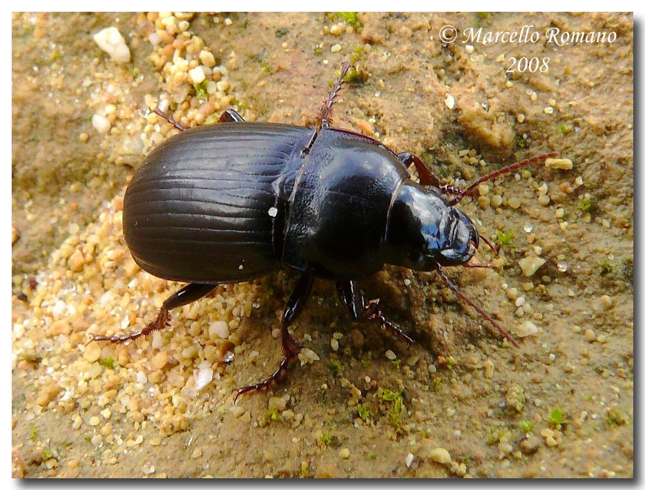 Zabrus ignavus (Carabidae) dalla Sicilia meridionale